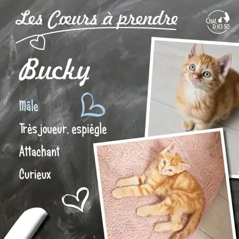 Bucky