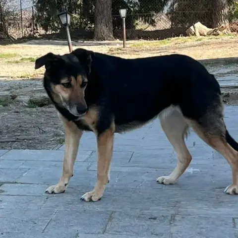 Nala photo 3