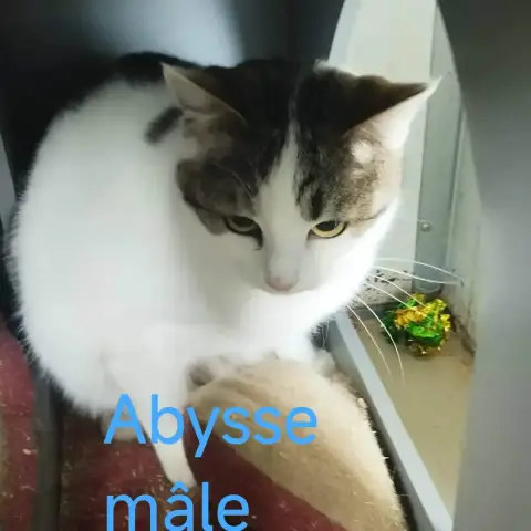 Abysse