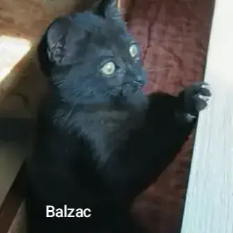 Balzac photo 2