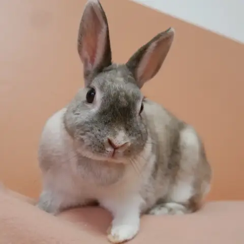 Guinette photo 3