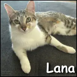 Lana