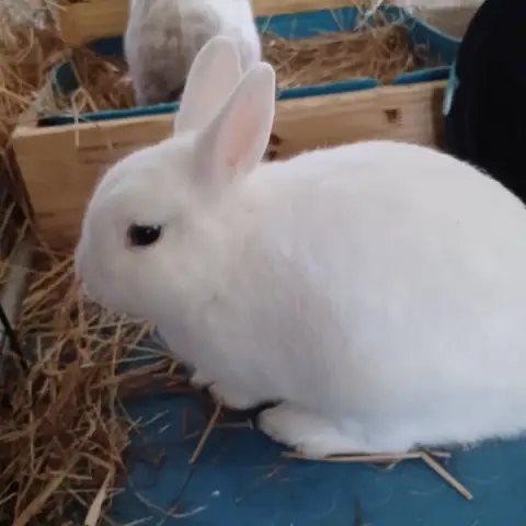 Albus