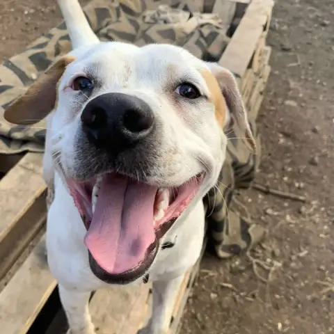 Casper