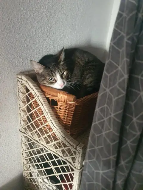 Gribouille