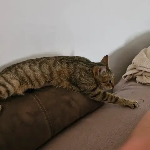 Macha