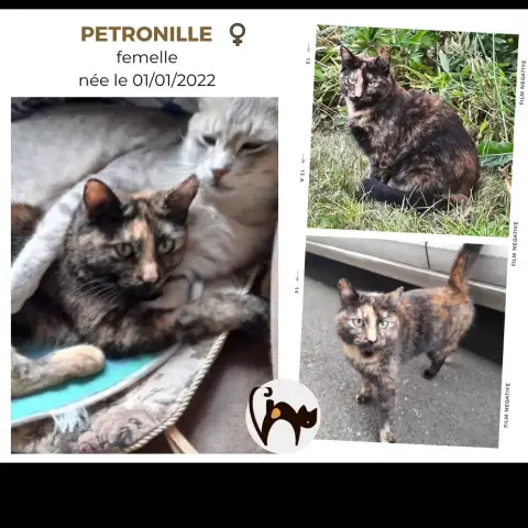 Petronille