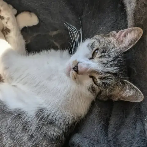 Louisa