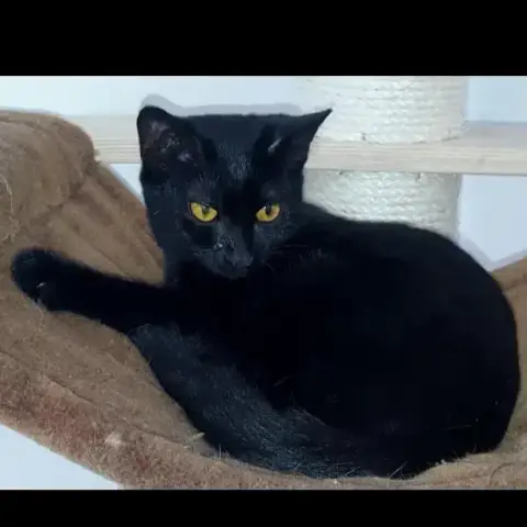 Naïs