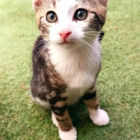 Ali