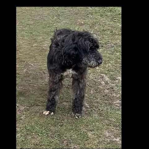 Milo