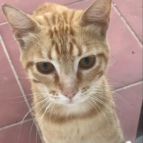 Garfield