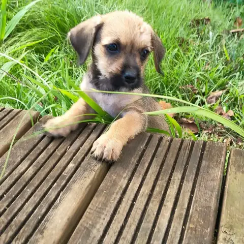 Milo Le Joyeux Petit Coquin photo 3