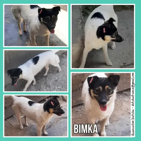 Bimka