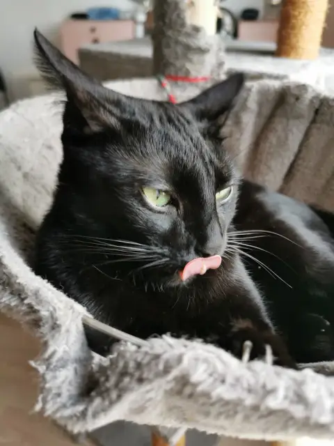 Félix