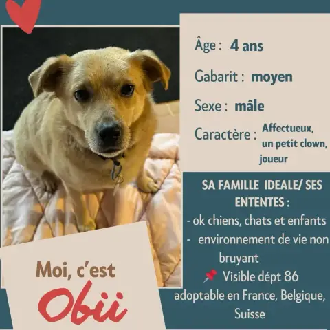 Obii