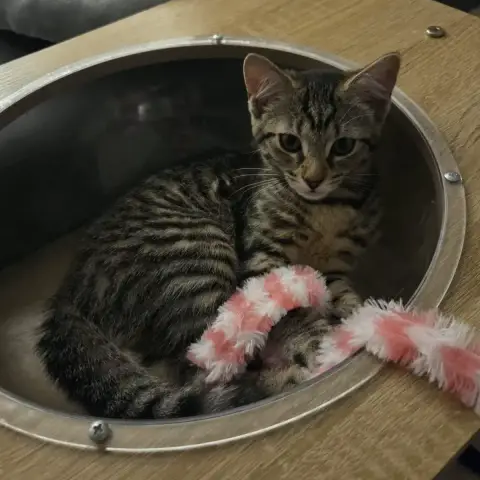 Nala photo 2