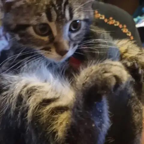 Milo photo 3