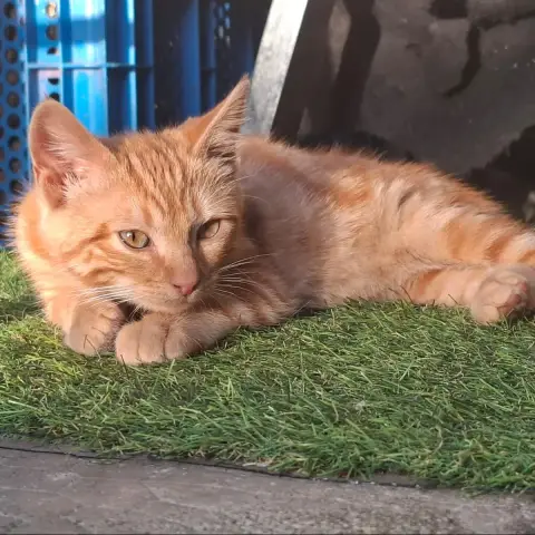 Gino