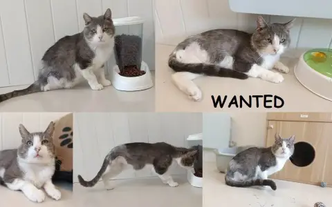 Wanted