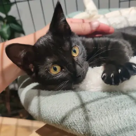 Kiara
