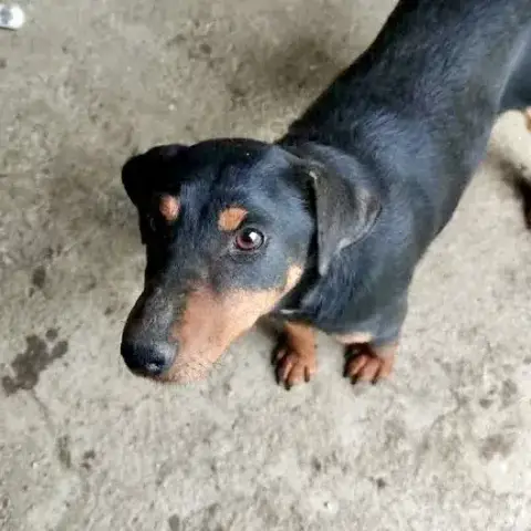 Uma