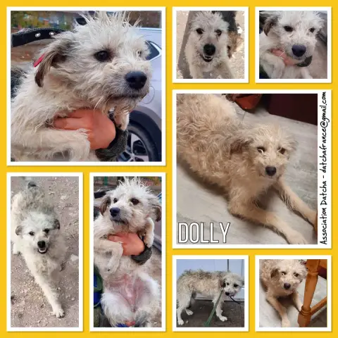 Dolly