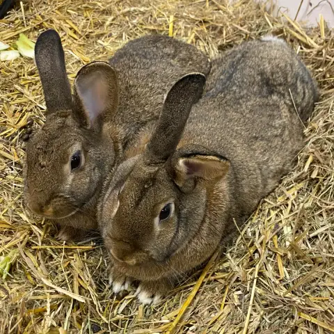 Chouchou Et Loulou photo 2