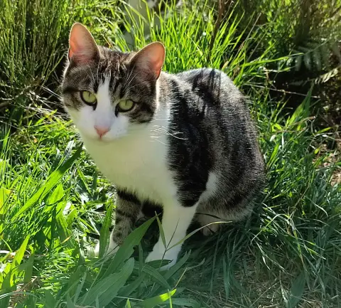 Léon