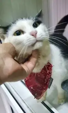 Fiby