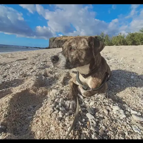 Samson