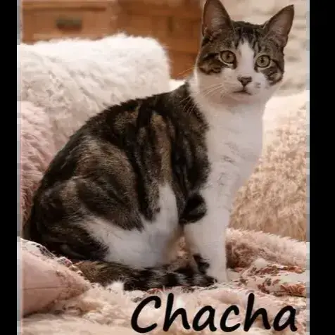 Chacha