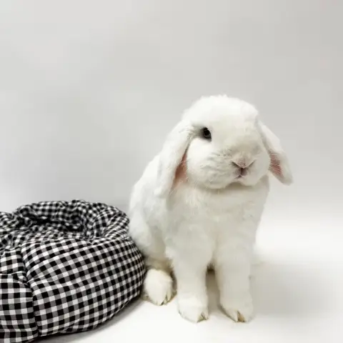 Panpan