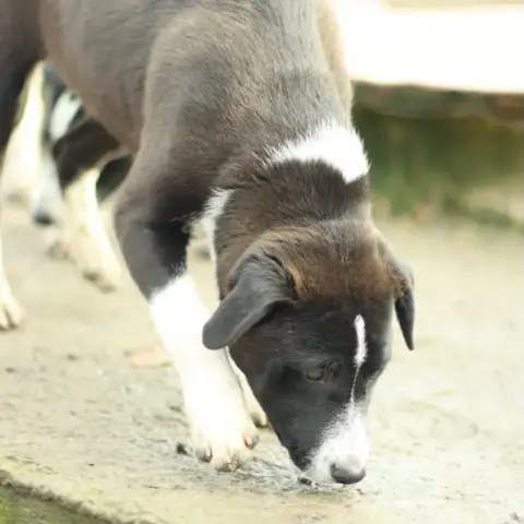 Bisky photo 3