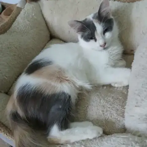 Bella