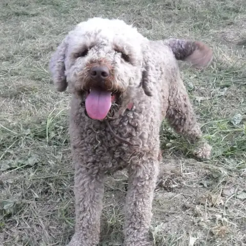 Vasko