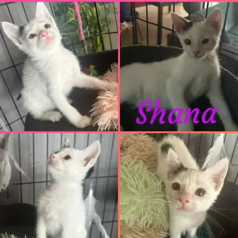 Shana