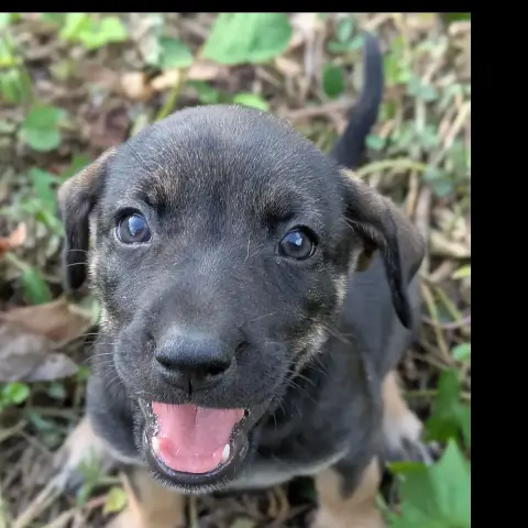 Chipie