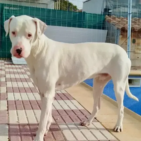Olaf