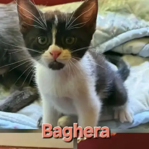 Baghera
