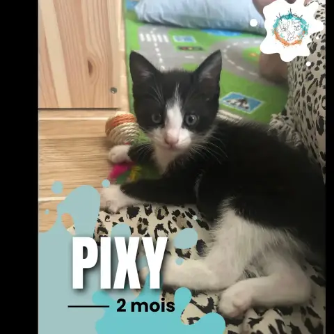 Pixy