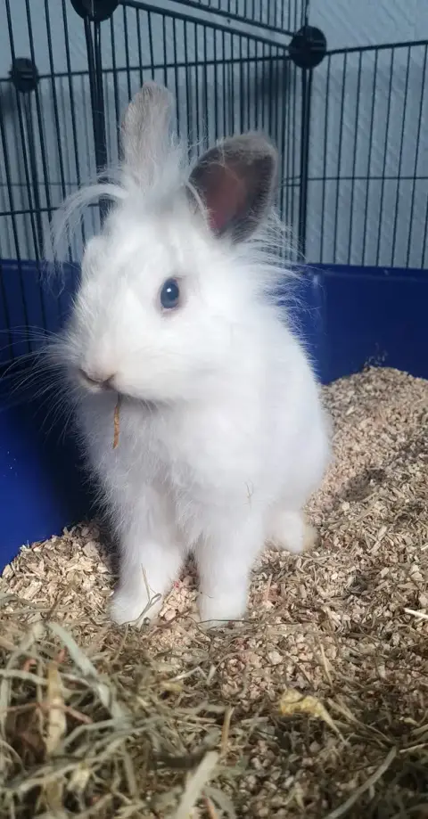 Shiro