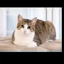 Zazoo photo 3