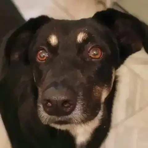 Jack Ii photo 2