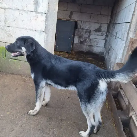 Iancu