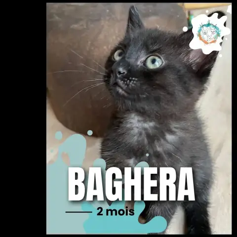 Baghera