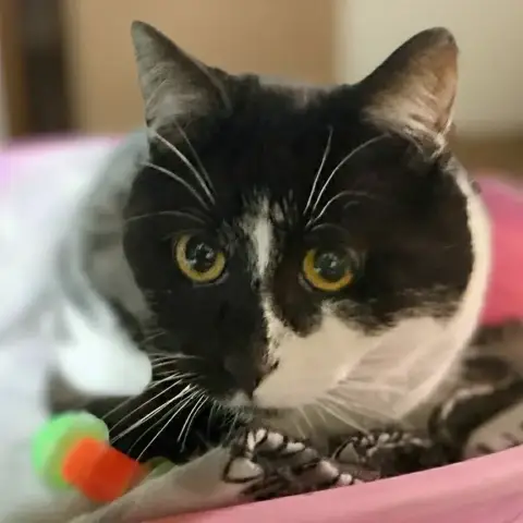 Bandit