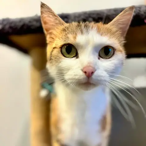 Minette