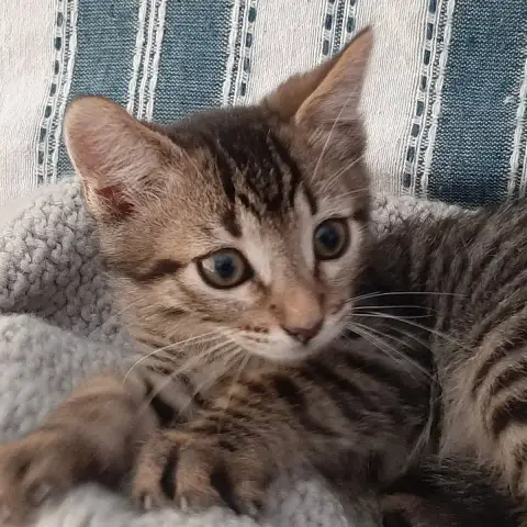 Jack