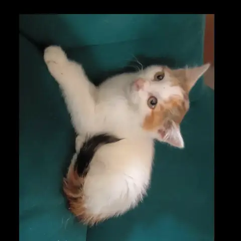 Biquette photo 2